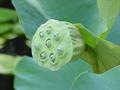 Indian lotus